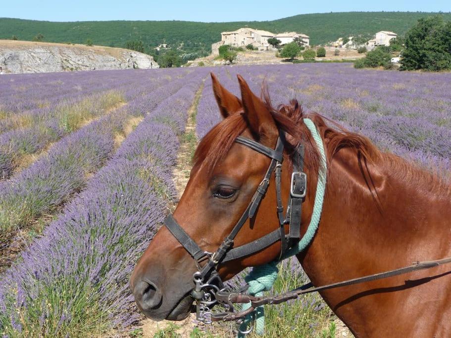 Gite Les Granges Dans Ferme Provencale. 14 Pers Ongles ภายนอก รูปภาพ